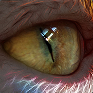 Moose Constructor's Avatar