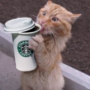 Caffeine Cat
