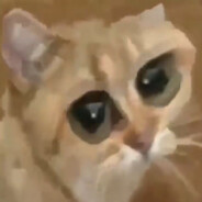 kongens nye kat