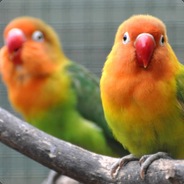 iMrK Abyssinian Lovebird