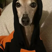 gokuboladao's avatar