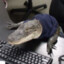 gator man