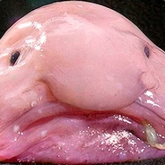 blobfish