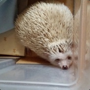 COOCACOO-Hedgehog avatar