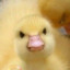 Angy Ducky