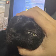 Gato con aspecto inbécil
