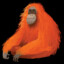 orange orangutan