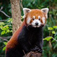 Lesser Panda