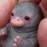 KING_TANKASAURAS's Avatar