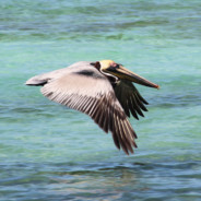 MarcoTheKing's Avatar