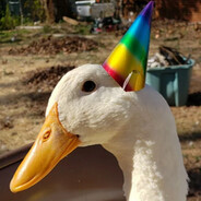 duck