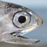 MÖR