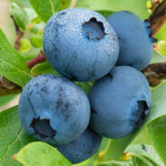 Blaubeere
