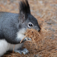 TheSquirrelKing