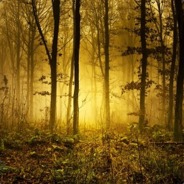 waldgang