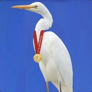 Victorious Egret