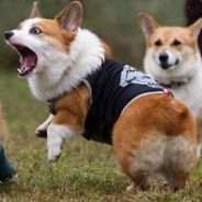 ZzTEMPLARsS's Avatar