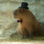 Suspicious Capybara