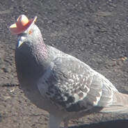 Inquisitor Pigeon