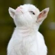 Goato's Avatar