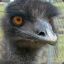 Kamikaze Emu