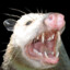 Opossum