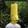 Group Avatar