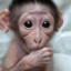 monkey ☆ツ