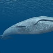 Blue Whale