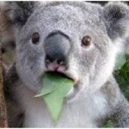 NOC | komtan's Avatar