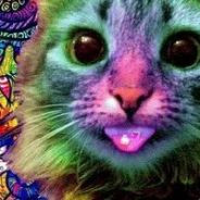 kainalokissa Q(^‿Q)