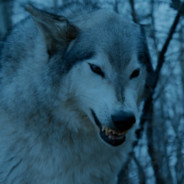 Nymeria