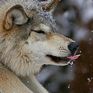 Varn