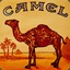 Yung_Camel