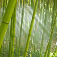 Bamboo Lele