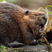 Beaver's Avatar
