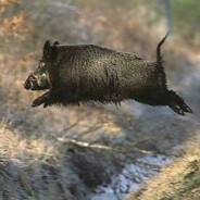 Бігає Кабанчик🐖