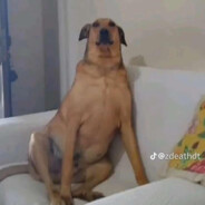 top 5 dog