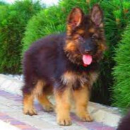 Virtus.pro borys