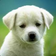Jdogsiggy
