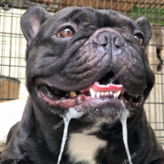 Justas (Bulldog) Bulldoser