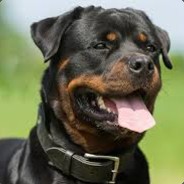 Cão_BR