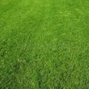 touchable Grass