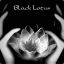 {FC} Black Lotus
