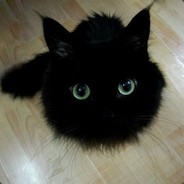 black Cat
