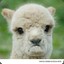 Depressed Llama