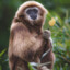 Avatar of Happy Gibbon