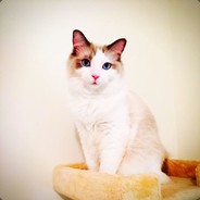 蒂慕虂·特恩佩斯特's Avatar