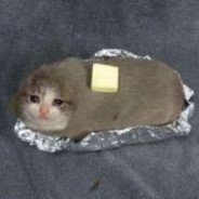 Finn