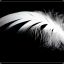 White Feather